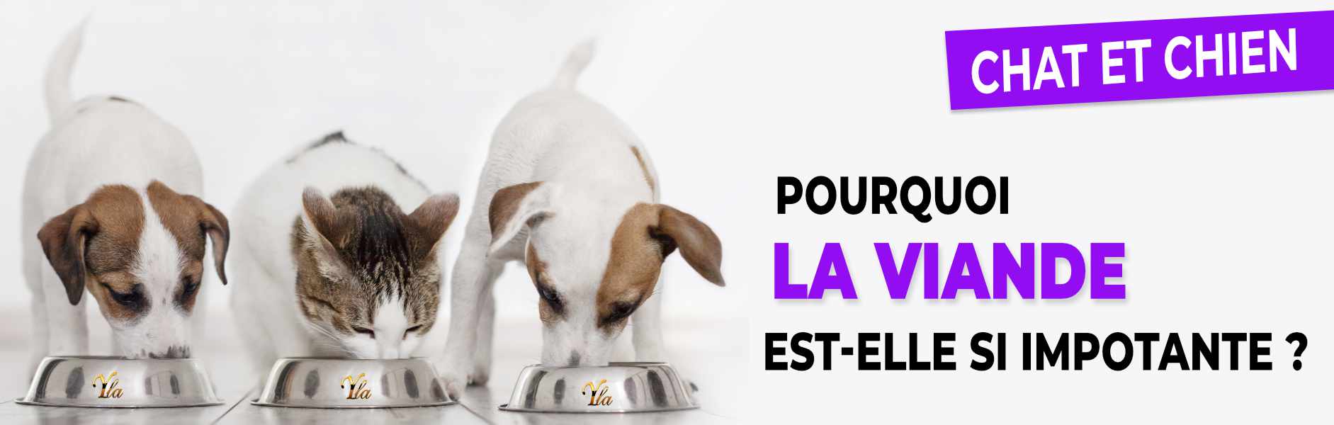 pourquoi-la-viande-est-elle-si-importante-pour-nos-chiens-et-chats